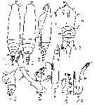 Espce Pareucalanus sewelli - Planche 13 de figures morphologiques