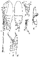 Espce Neocalanus gracilis - Planche 48 de figures morphologiques