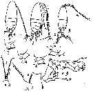 Espce Cosmocalanus darwini - Planche 29 de figures morphologiques