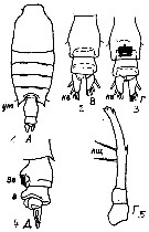 Espce Candacia discaudata - Planche 8 de figures morphologiques