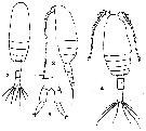 Espce Clausocalanus farrani - Planche 13 de figures morphologiques