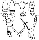 Espce Candacia truncata - Planche 13 de figures morphologiques