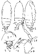 Espce Subeucalanus crassus - Planche 21 de figures morphologiques
