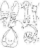 Espce Calanopia minor - Planche 10 de figures morphologiques