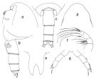 Espce Cornucalanus simplex - Planche 1 de figures morphologiques