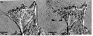 Espce Calanus sinicus - Planche 22 de figures morphologiques