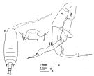 Espce Gaetanus tenuispinus - Planche 6 de figures morphologiques