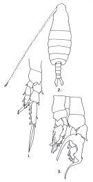 Espce Centropages gracilis - Planche 2 de figures morphologiques