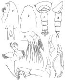 Species Lophothrix humilifrons - Plate 2 of morphological figures