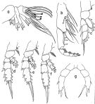 Espce Landrumius antarcticus - Planche 2 de figures morphologiques