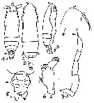 Espce Subeucalanus subcrassus - Planche 13 de figures morphologiques