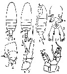 Espce Centropages gracilis - Planche 13 de figures morphologiques