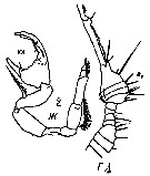 Espce Pontellina plumata - Planche 38 de figures morphologiques