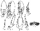 Espce Paracalanus aculeatus - Planche 18 de figures morphologiques
