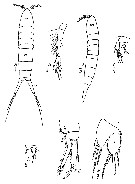 Espce Parathalestris croni - Planche 3 de figures morphologiques