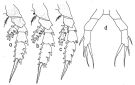 Espce Landrumius gigas - Planche 2 de figures morphologiques