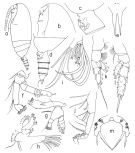 Espce Amallothrix pseudopropinqua - Planche 1 de figures morphologiques