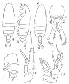 Espce Centropages gracilis - Planche 1 de figures morphologiques