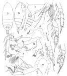 Espce Mixtocalanus alter - Planche 3 de figures morphologiques