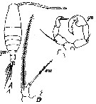 Espce Acartia (Odontacartia) spinicauda - Planche 10 de figures morphologiques