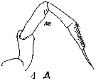 Espce Subeucalanus monachus - Planche 11 de figures morphologiques