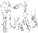 Espce Oithona setigera - Planche 19 de figures morphologiques