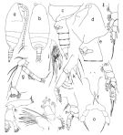 Species Mixtocalanus vervoorti - Plate 1 of morphological figures