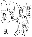 Espce Candacia catula - Planche 11 de figures morphologiques