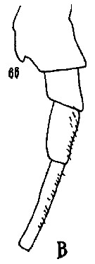 Espce Eurytemora americana - Planche 9 de figures morphologiques