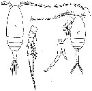 Espce Microcalanus pygmaeus - Planche 15 de figures morphologiques