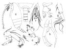 Espce Mixtocalanus vervoorti - Planche 2 de figures morphologiques