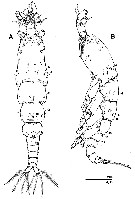 Espce Caromiobenella castorea - Planche 1 de figures morphologiques