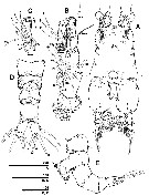 Espce Caromiobenella castorea - Planche 2 de figures morphologiques