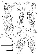 Espce Caromiobenella castorea - Planche 3 de figures morphologiques
