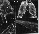 Espce Caromiobenella castorea - Planche 4 de figures morphologiques