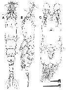 Species Caromiobenella polluxea - Plate 1 of morphological figures