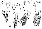 Species Caromiobenella polluxea - Plate 3 of morphological figures