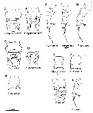 Espce Pseudodiaptomus inopinus - species complex - Planche 6 de figures morphologiques