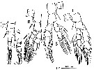 Espce Pseudodiaptomus yamato - Planche 3 de figures morphologiques