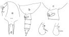 Espce Pseudoamallothrix ovata - Planche 5 de figures morphologiques