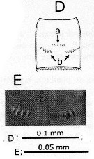 Espce Pseudodiaptomus yamato - Planche 6 de figures morphologiques