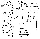 Espce Pseudodiaptomus japonicus - Planche 3 de figures morphologiques