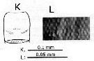 Espce Pseudodiaptomus japonicus - Planche 4 de figures morphologiques