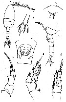 Espce Pseudodiaptomus japonicus - Planche 5 de figures morphologiques