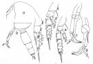 Espce Amallothrix valida - Planche 3 de figures morphologiques