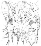 Espce Amallothrix dentipes - Planche 2 de figures morphologiques