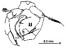 Espce Acartia (Odontacartia) edentata - Planche 8 de figures morphologiques