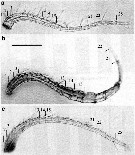 Espce Eurytemora affinis - Planche 20 de figures morphologiques