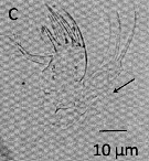 Espce Dioithona oculata - Planche 17 de figures morphologiques
