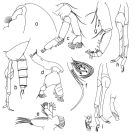 Espce Scolecithricella vittata - Planche 4 de figures morphologiques